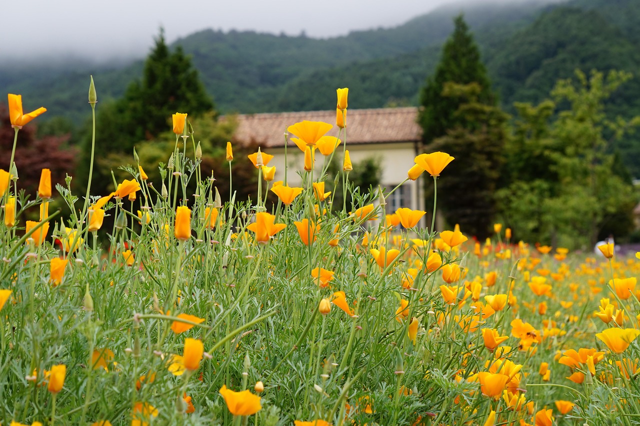 腾讯手机卡实名账号：watch 详情下载教程app