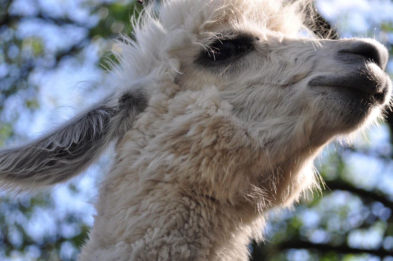 如何创建一个强大的品牌声音以提高SEO